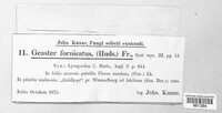 Geaster fornicatus image